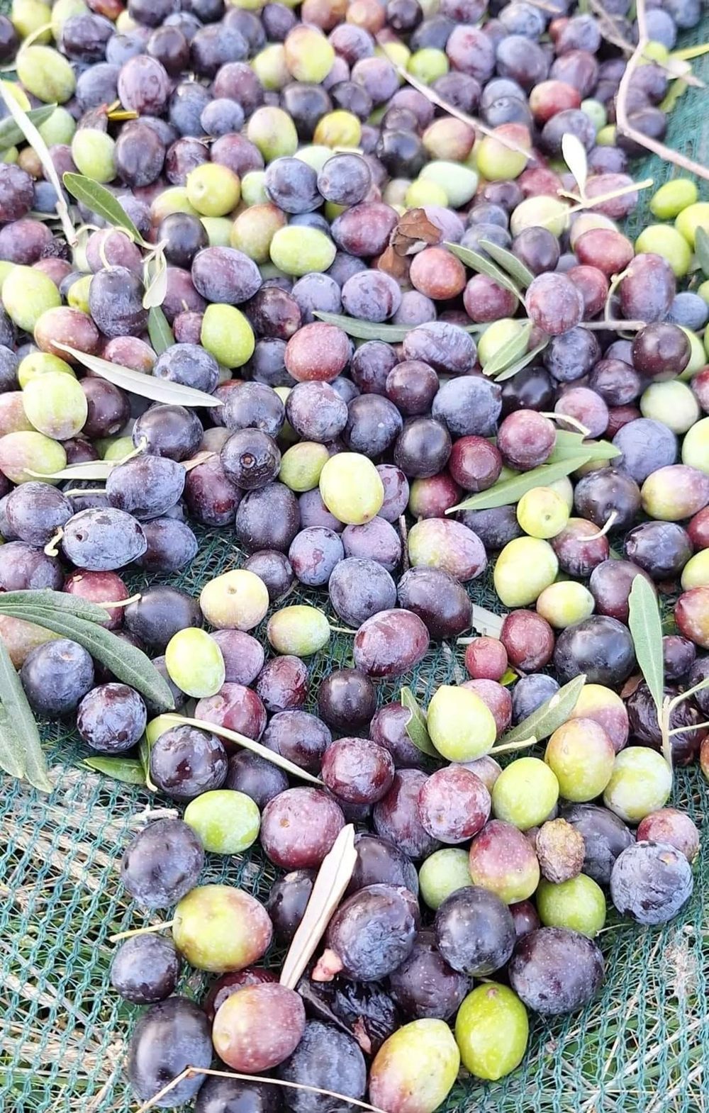 Autumn in Punat smells of olives!